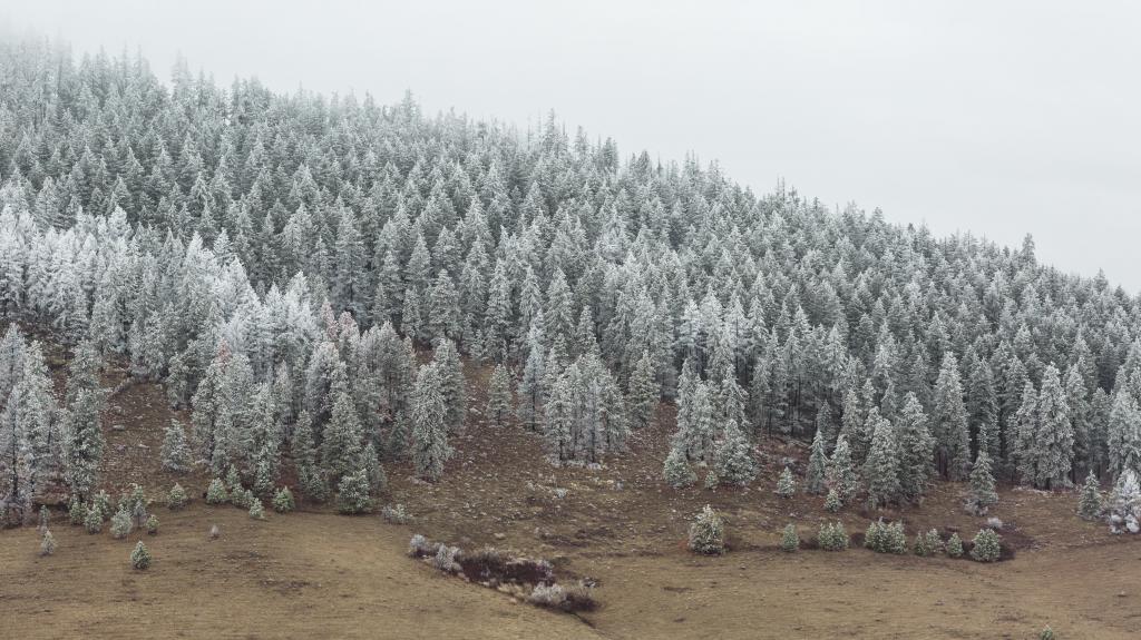 多雪的松树林高清壁纸