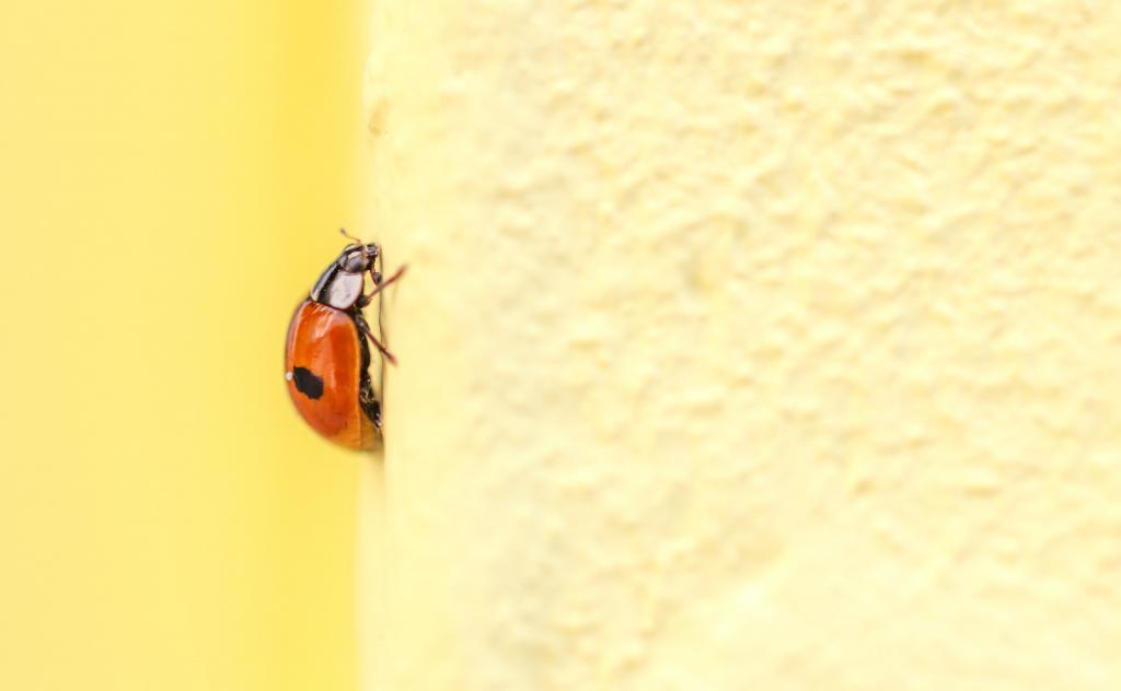 红色2斑瓢虫甲虫高清壁纸