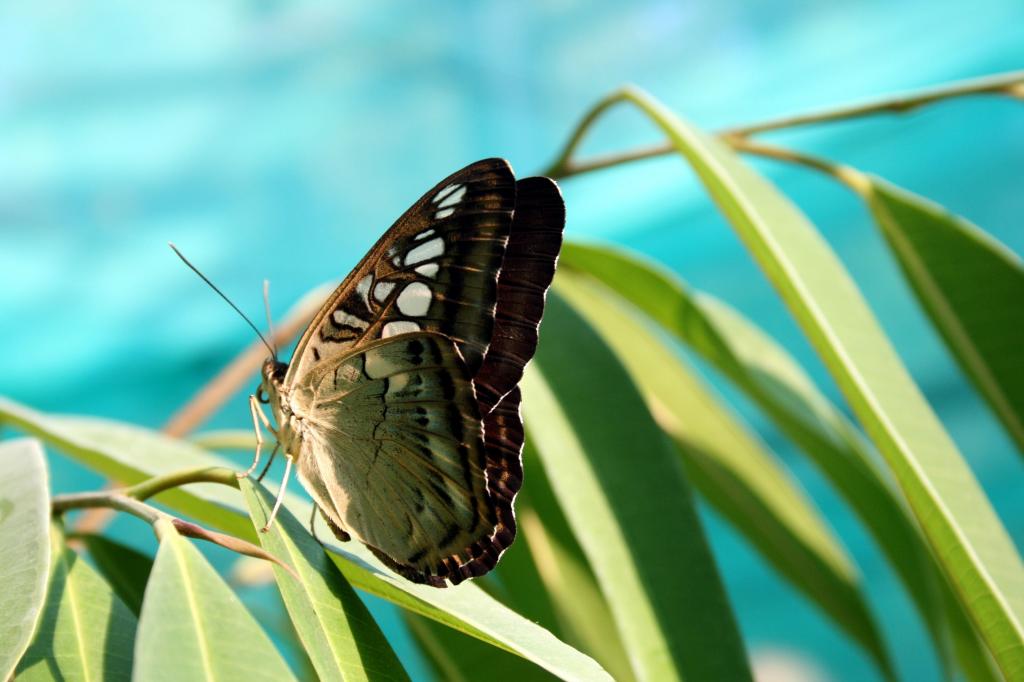 棕色的蝴蝶选择性焦点摄影绿叶高清壁纸