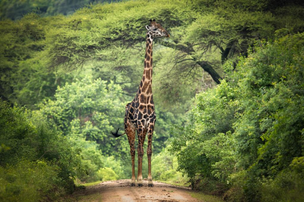 长颈鹿,非洲,树枝,树木