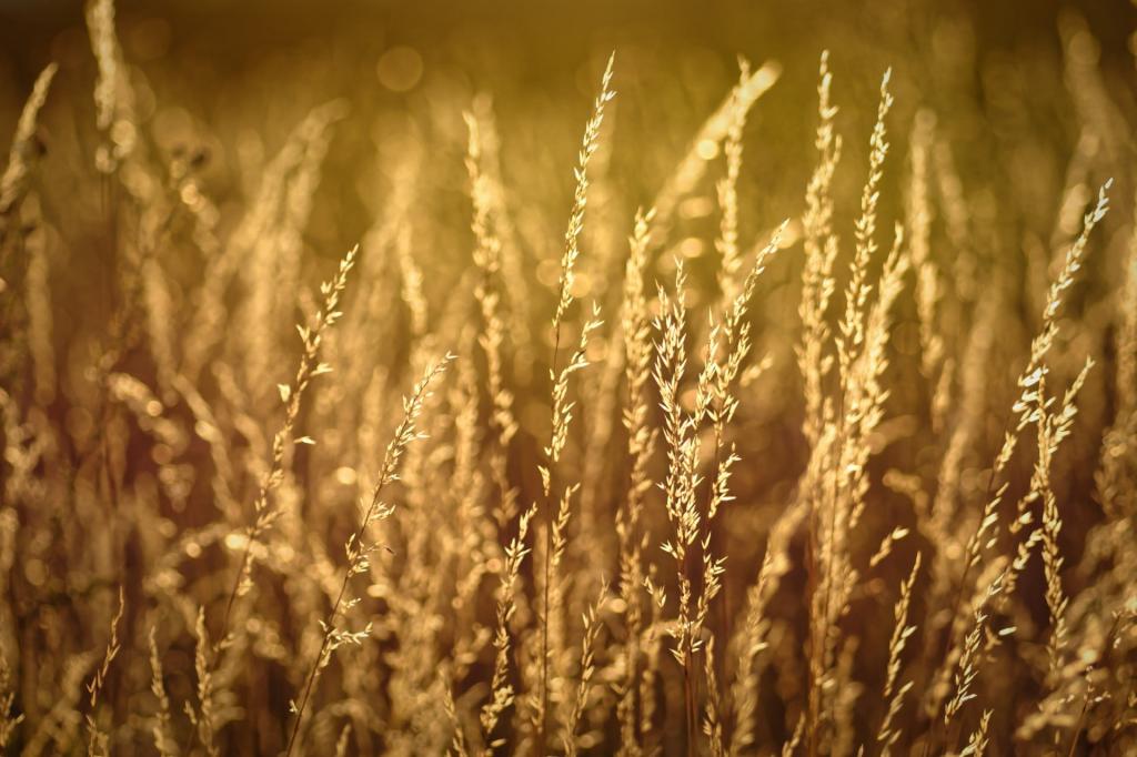 棕色麦田,草高清壁纸的选择性照片
