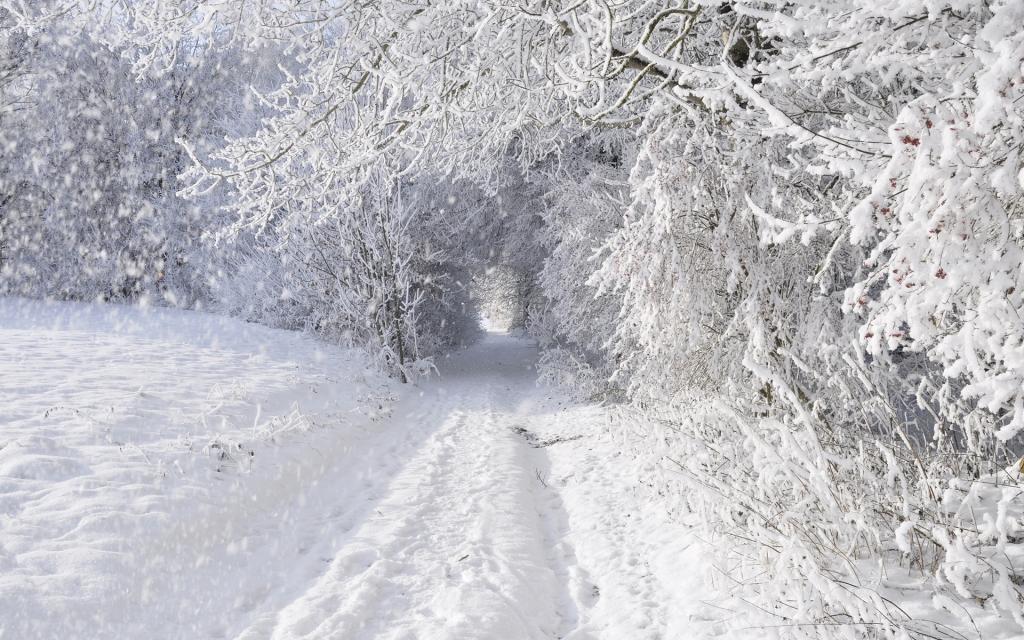 雪,雪,冬季,道路,树木,森林