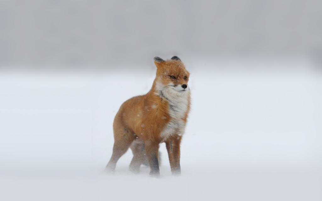 雪,冬天,狐狸,红色,看起来,暴雪