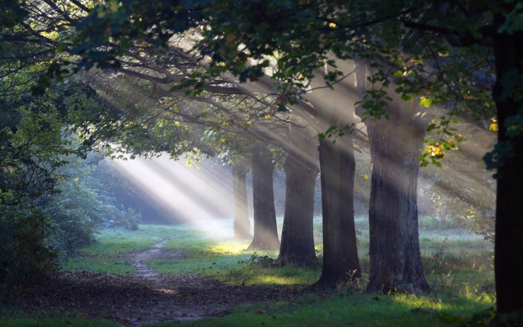 壁纸路径,早晨的太阳,光,森林,性质
