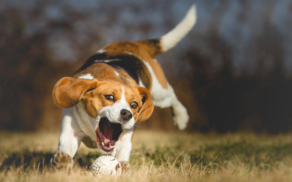 英国猎犬,在公园散步,抓到球,快乐友好的纯种,积极灵活