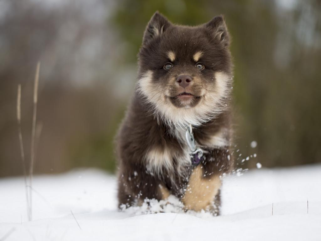 狗,芬兰lapphund,小狗,雪,冬天,芬兰,拉普,拉普兰德哈士奇