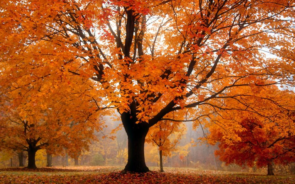 树,秋天,景观