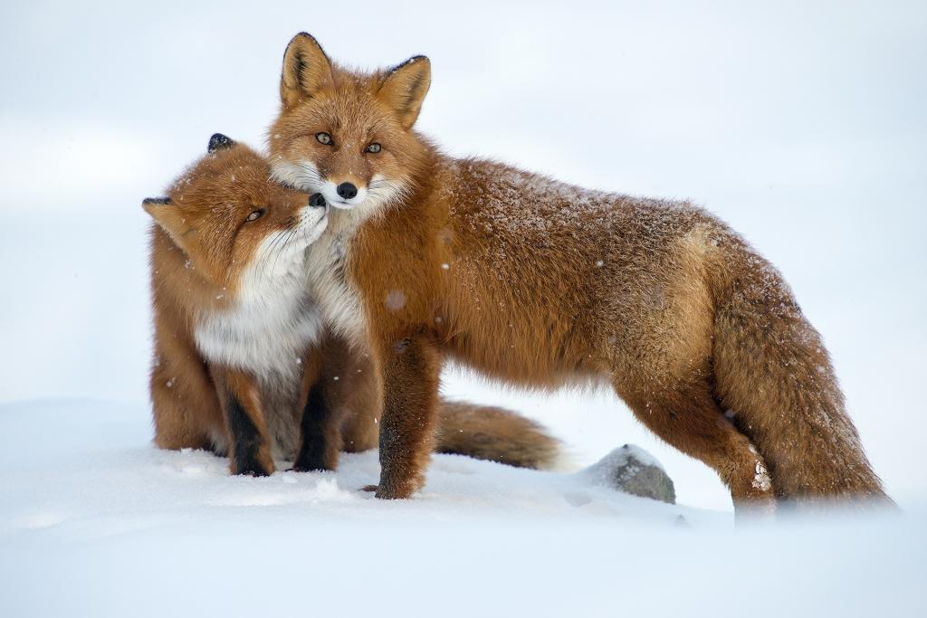 对,俄罗斯的性质,雪,狐狸,求爱