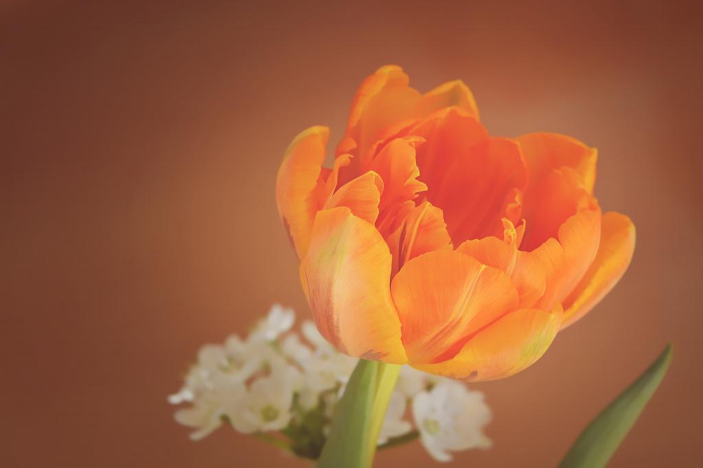 橙色花选择性焦点摄影花高清壁纸