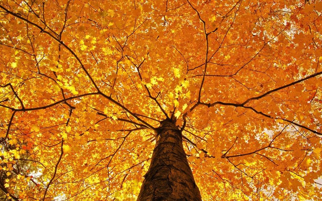 树,美丽,秋天