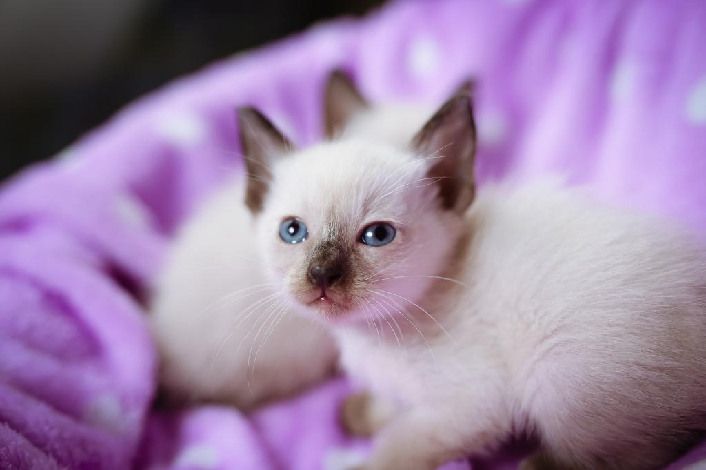 小猫,蓝色的眼睛,小猫