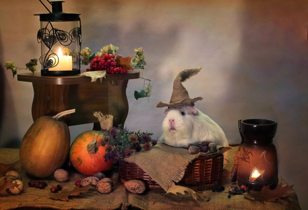 动物,万圣节,几内亚猪,蜡烛,南瓜,组成,10月,幽默,秋季