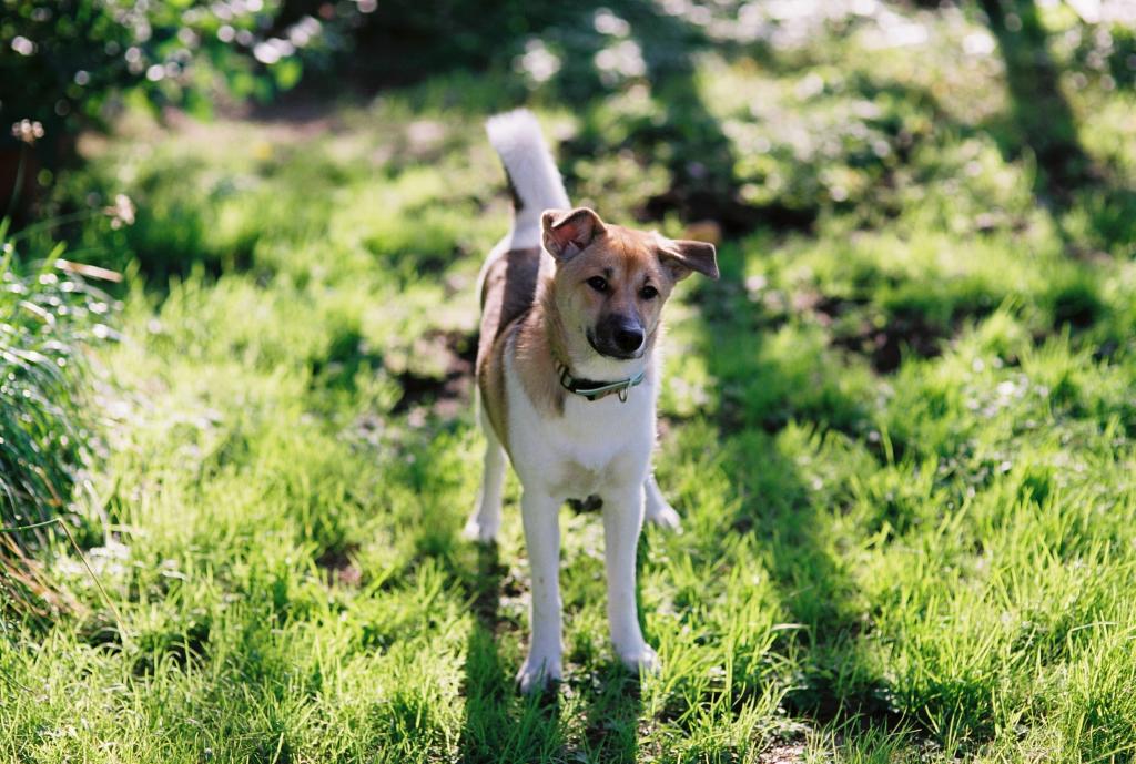 短涂中等白色和棕褐色的狗在绿草白天高清壁纸