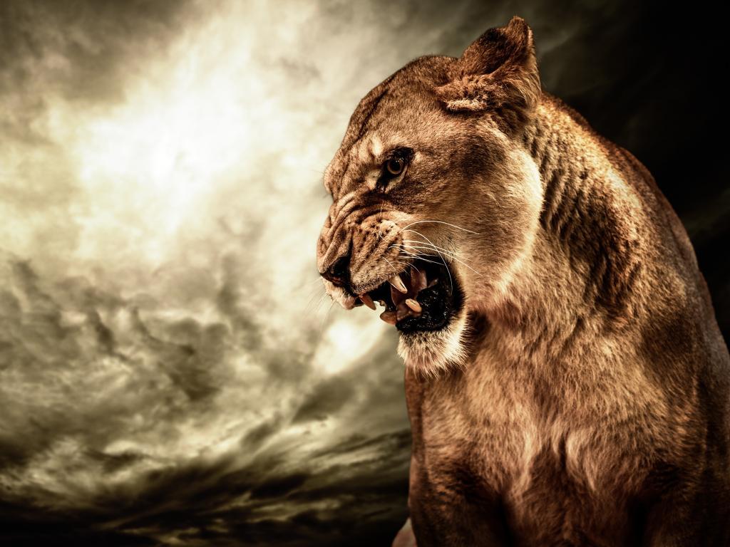 猫,动物,咆哮,愤怒,人类发展报告,母狮