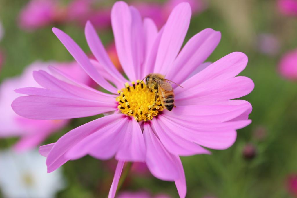 蜜蜂在粉红色和黄色的花朵上高清壁纸
