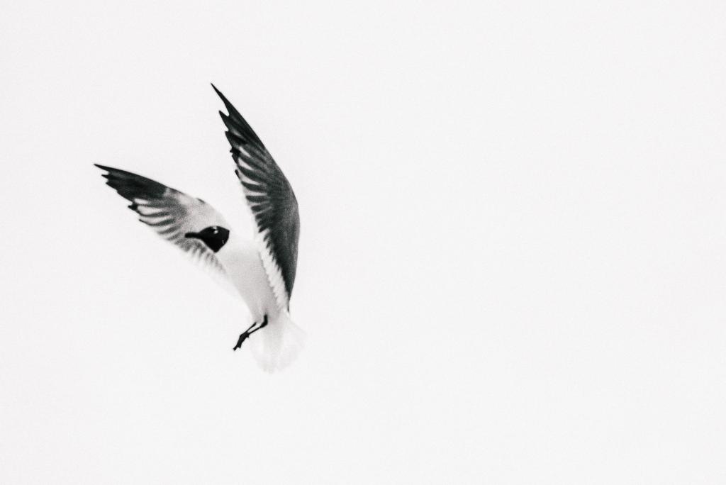 黑色和白色的鸟采取飞行高清壁纸