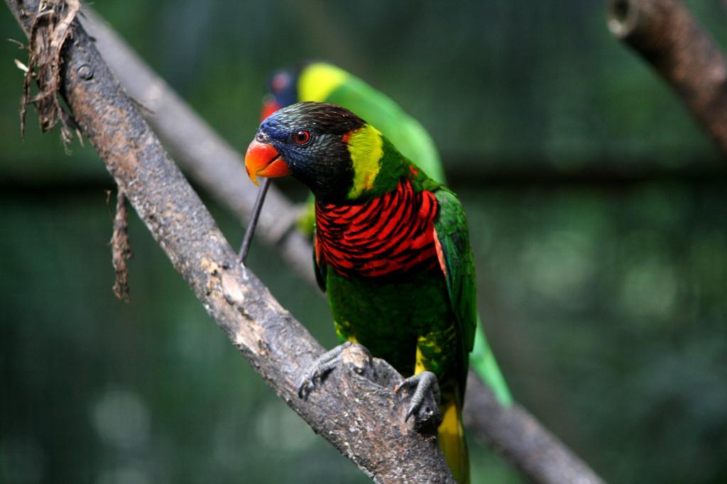 绿色,红色和黑鹦鹉在树枝高清壁纸的景深摄影的深度