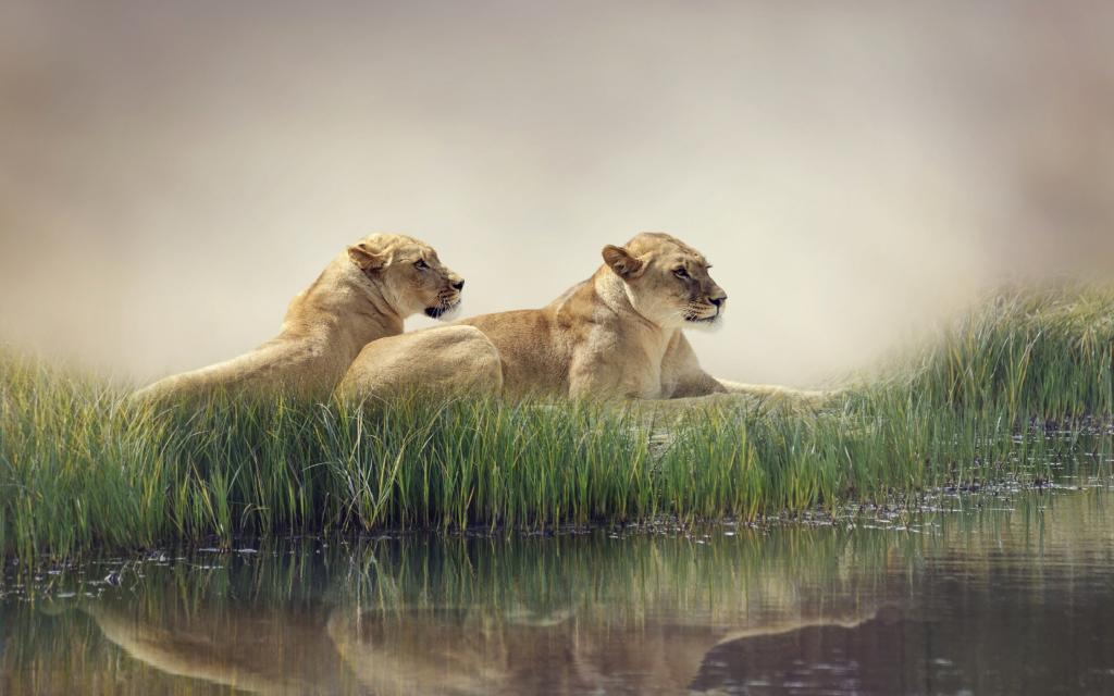 捕食者,狮子,反射,自然,雾,芦苇,谎言,水,休息,池塘