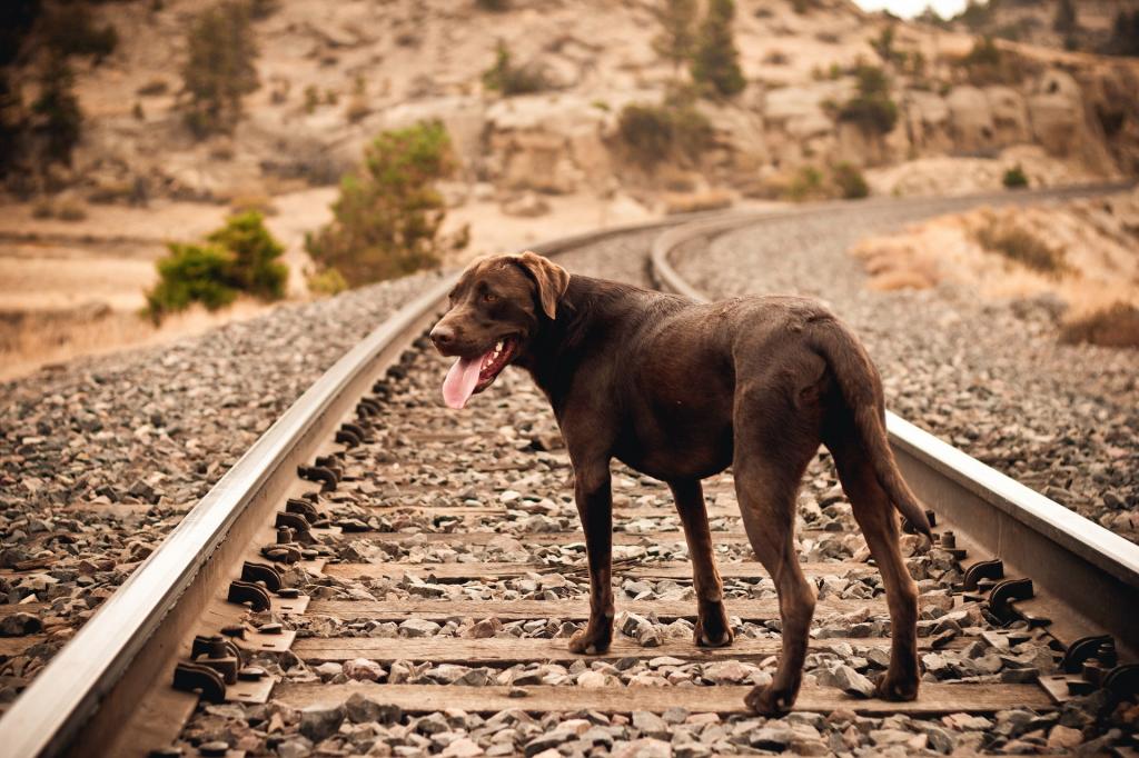 狗,铁路,每个