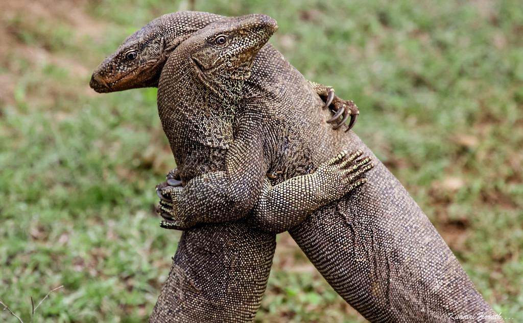 蜥蜴,一对夫妇,拥抱,蜥蜴,拥抱
