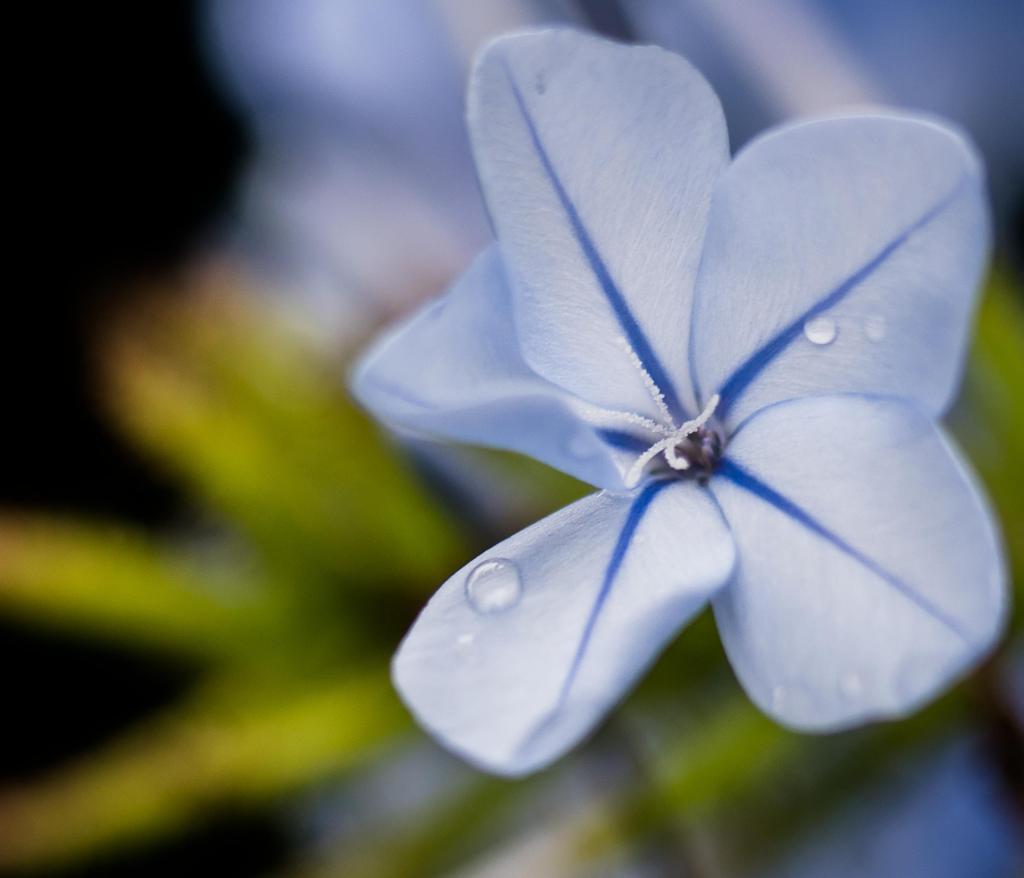 蓝花,白花高清壁纸摄影