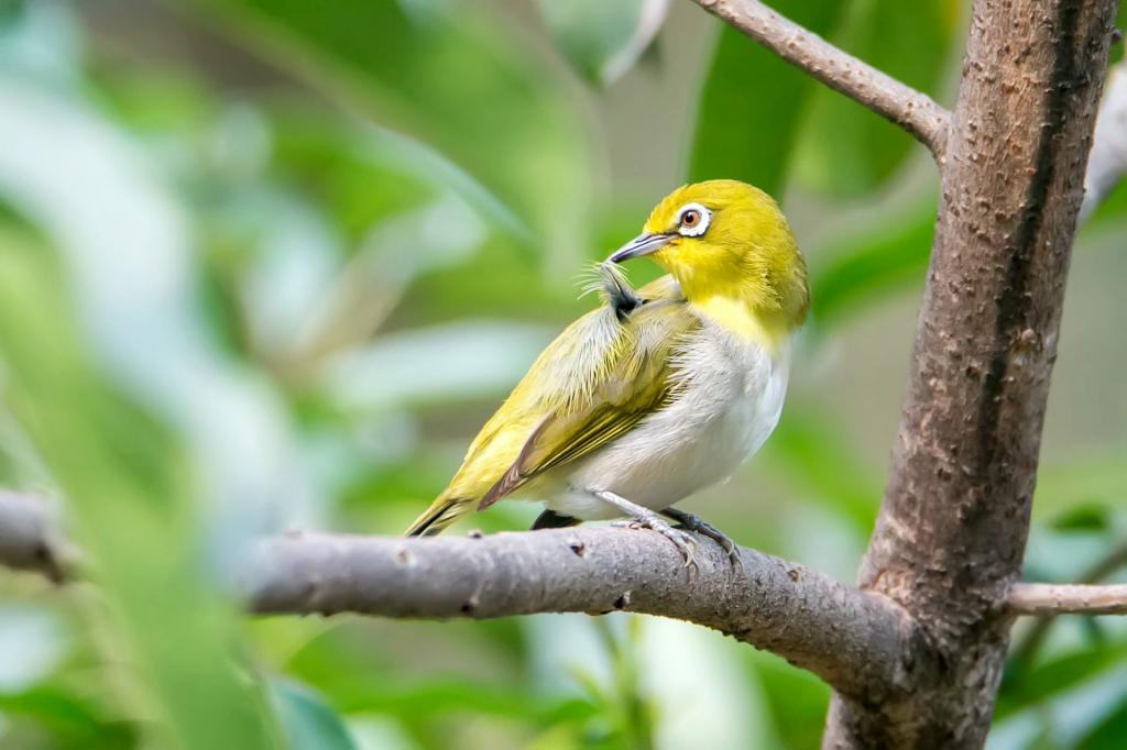 黄色和白色的鸟,在白天的树枝上,日本白眼高清壁纸
