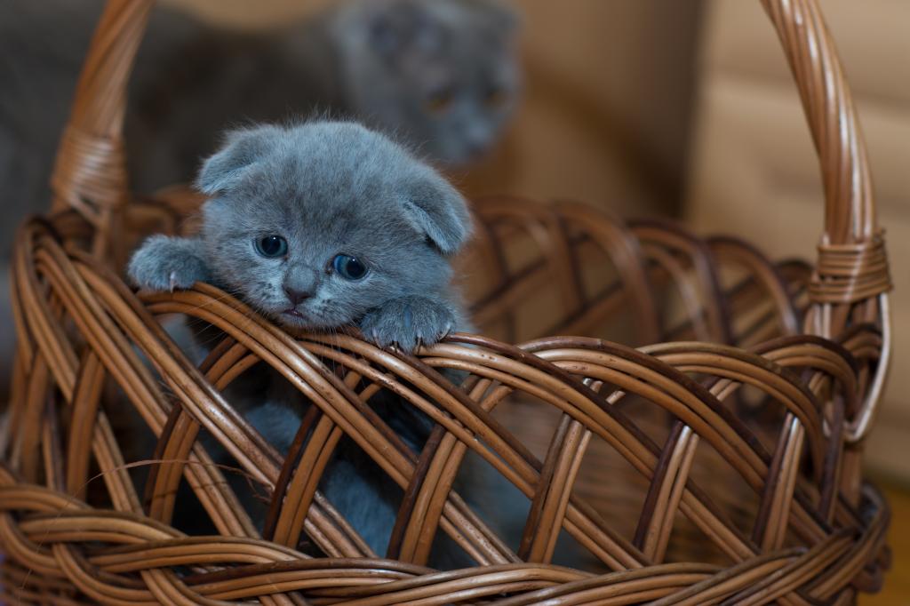 竹篮中的小蓝猫