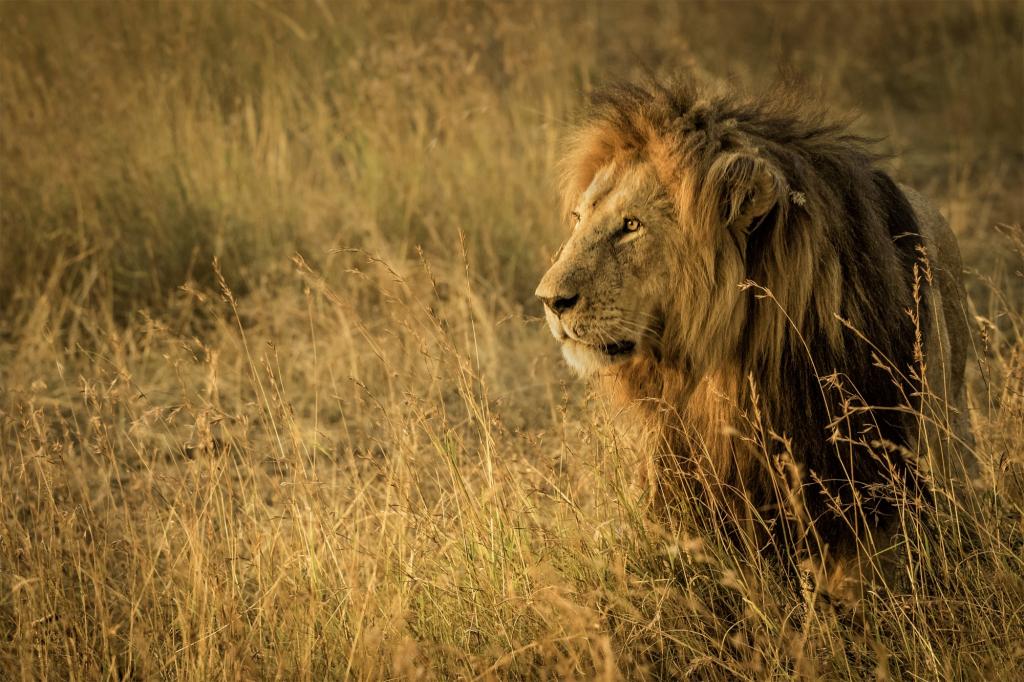 野猫,萨凡纳,草,野兽之王,坦桑尼亚,非洲狮子座