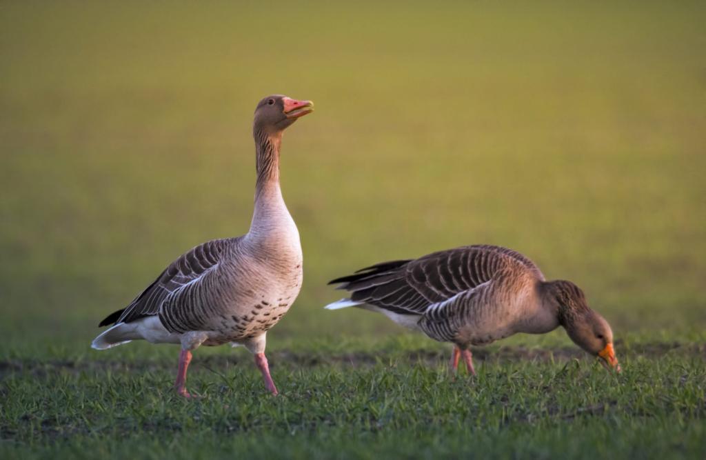 两只鸭子在草地上的摄影,灰鹅,雁雁高清壁纸