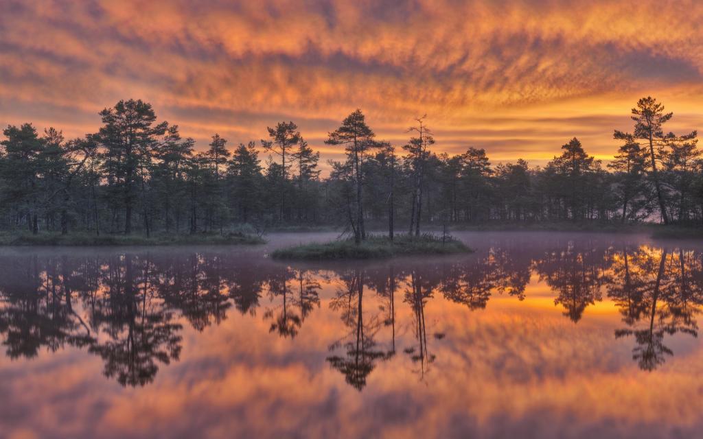 反射,Knuthöjdsmossen湿地,黎明,树,瑞典,湖,瑞典,日落