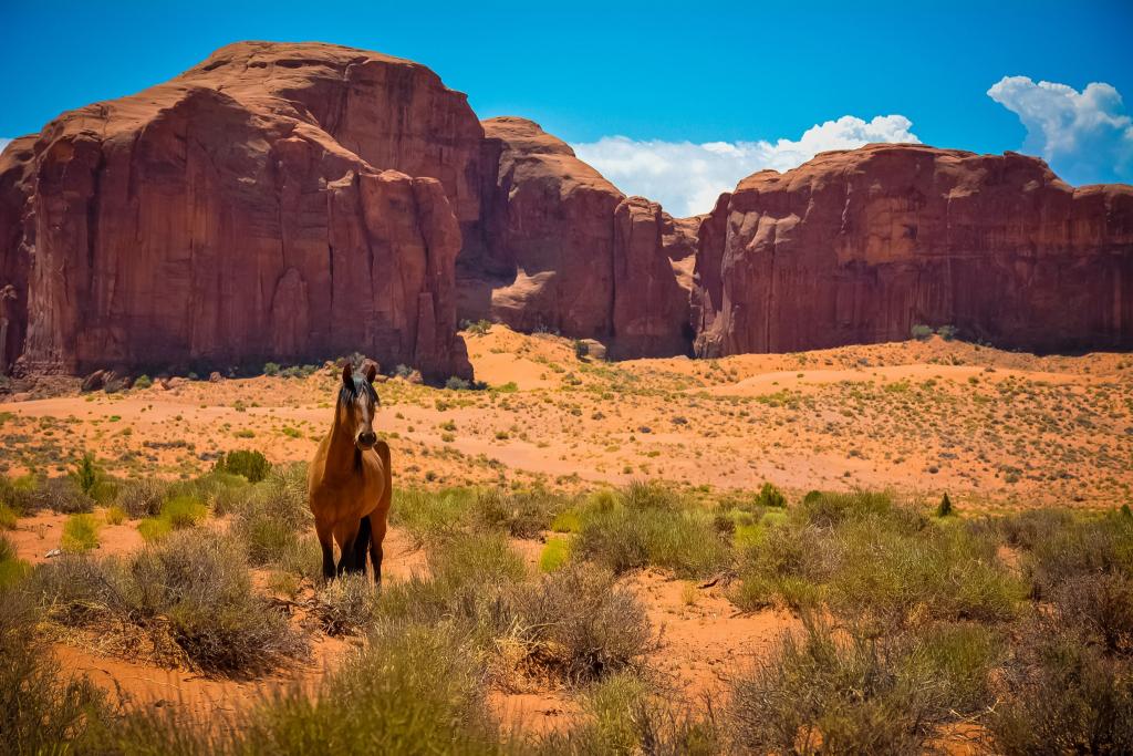 狂野的西部,纪念碑谷,沙漠,犹他州,亚利桑那州,野马,岩石,马,美国