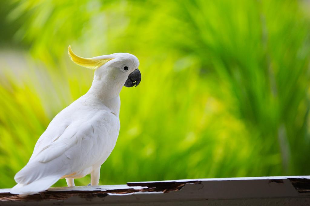 白色美冠鹦鹉高清壁纸的浅焦点照片