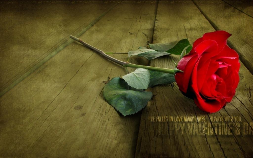 壁纸鲜花,红色,爱,花,情人节,玫瑰
