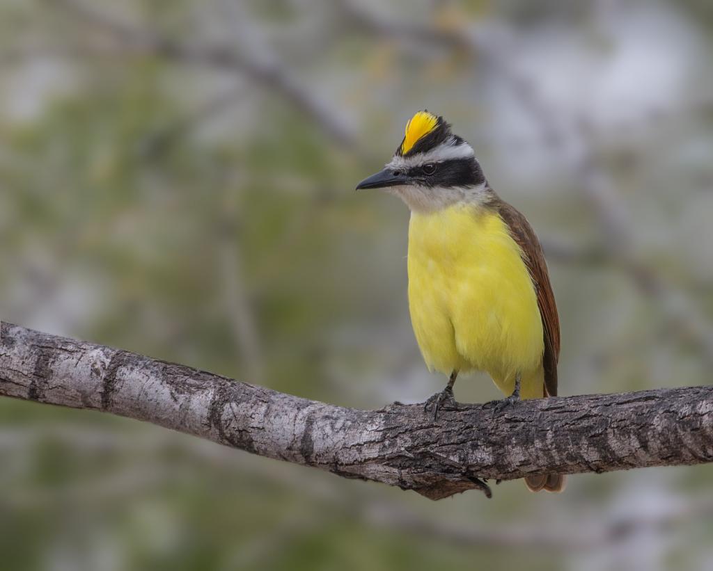 黄色和棕色的鸟栖息在白天,伟大的kiskadee高清壁纸的棕色树枝上