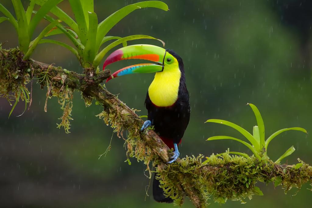 彩虹色的巨嘴鸟,丛林,树枝,雨,鸟