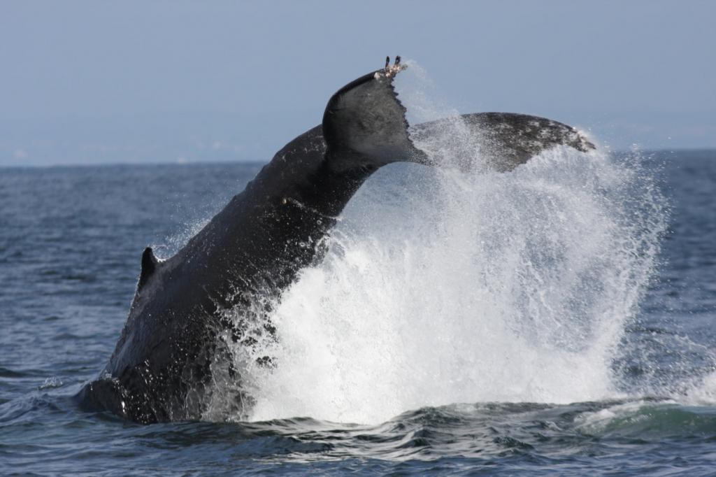 灰鲸潜水摄影,驼背,鲸鱼,福禄克高清壁纸