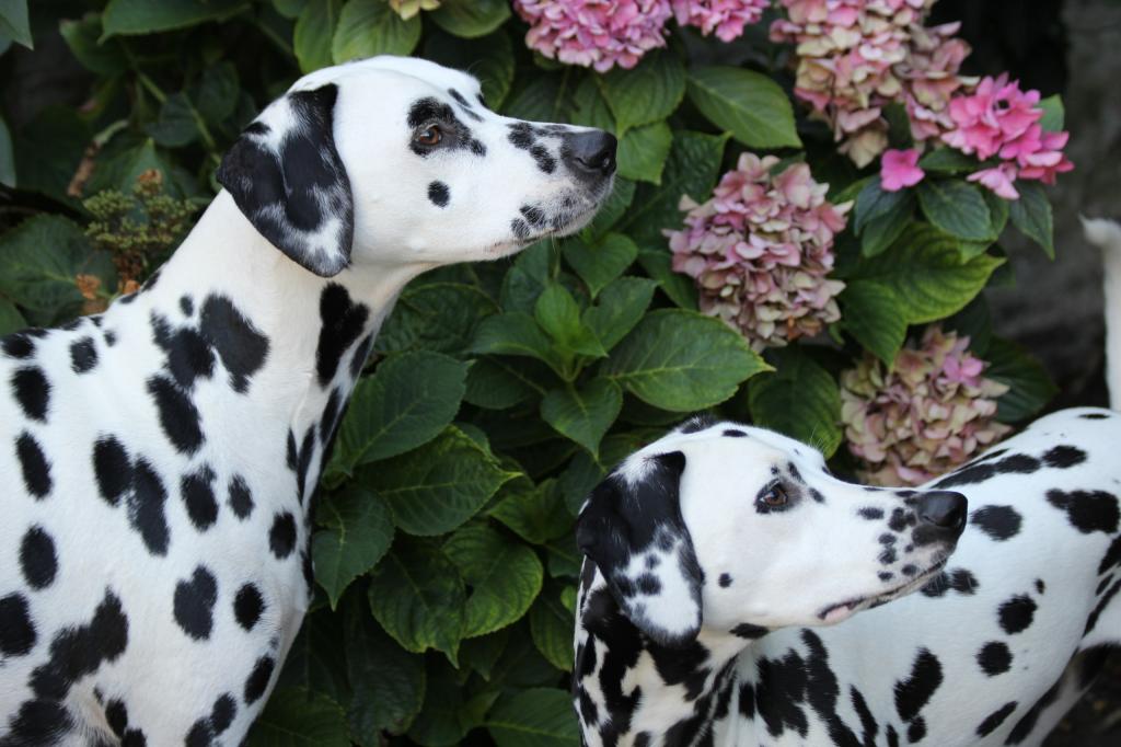 斑点狗,绣球花,狗
