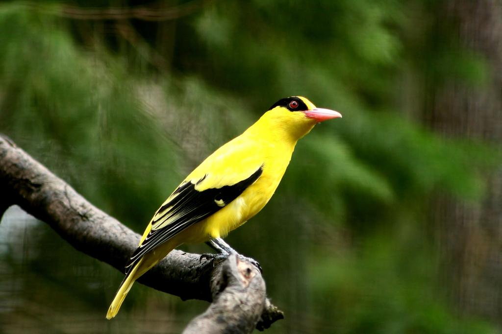 选择性焦点野生动物摄影的短喙黄色鸟栖息在树枝上高清壁纸