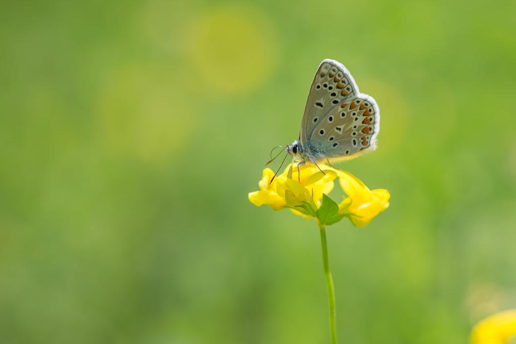 Karner蓝色蝴蝶栖息在特写摄影的黄色花期间datime HD墙纸