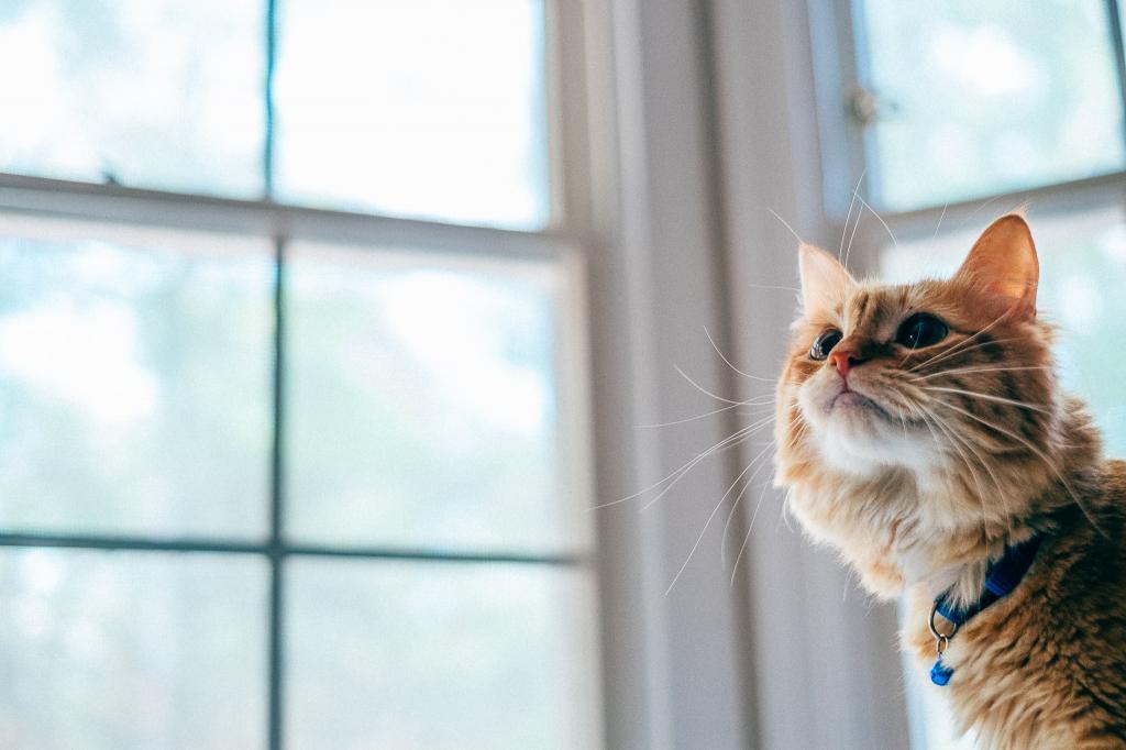 橙色的猫,靠近玻璃窗口高清壁纸