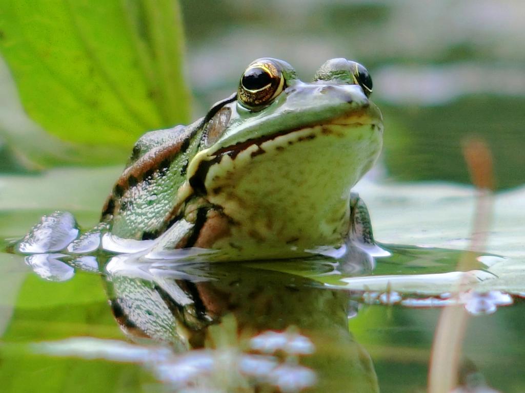 在白天高清壁纸的水体上的绿色的青蛙