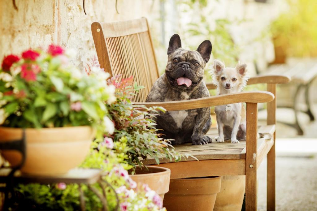 花,散景,两只狗,狗,长凳,奇瓦瓦,法国斗牛犬