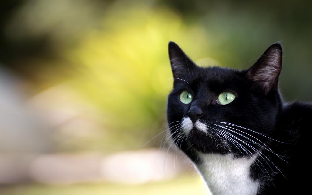壁纸猫,背景,眼睛,英俊