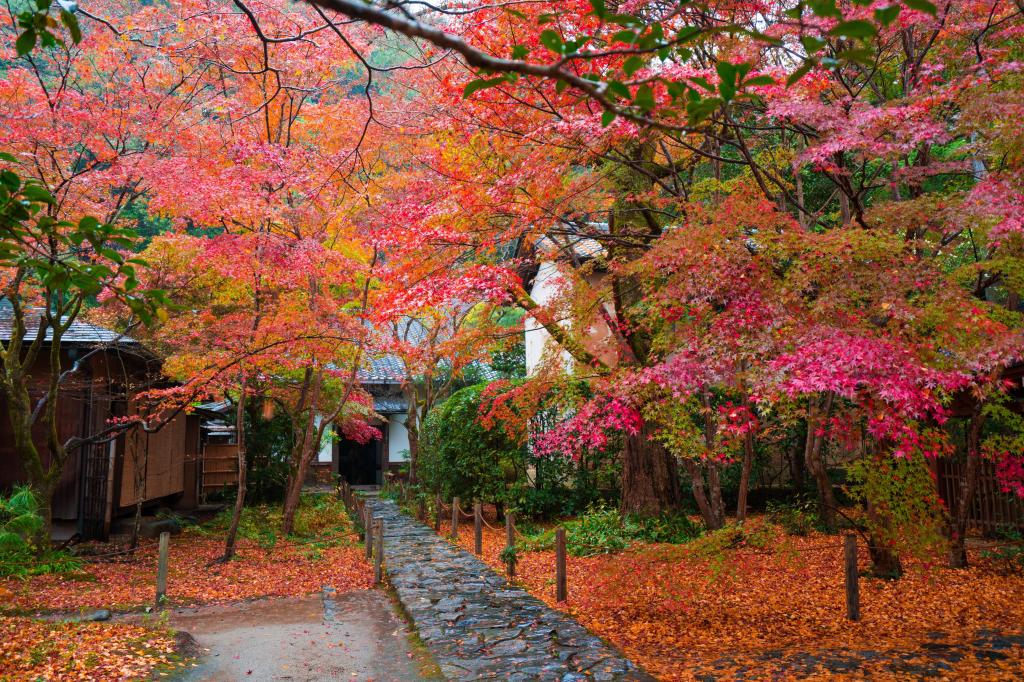 叶子,日本,轨道,树木,花园,房子,秋天