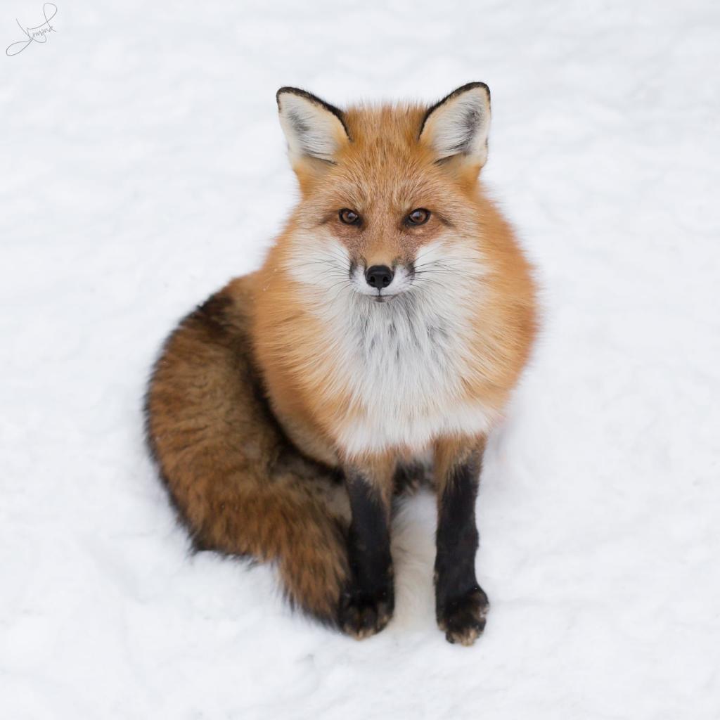 棕色和白色的狐狸,红狐狸高清壁纸