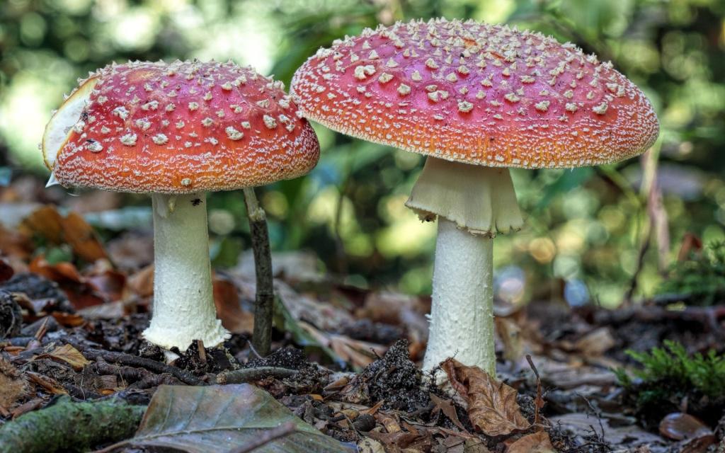 伞菌,秋天,蘑菇,蘑菇,森林