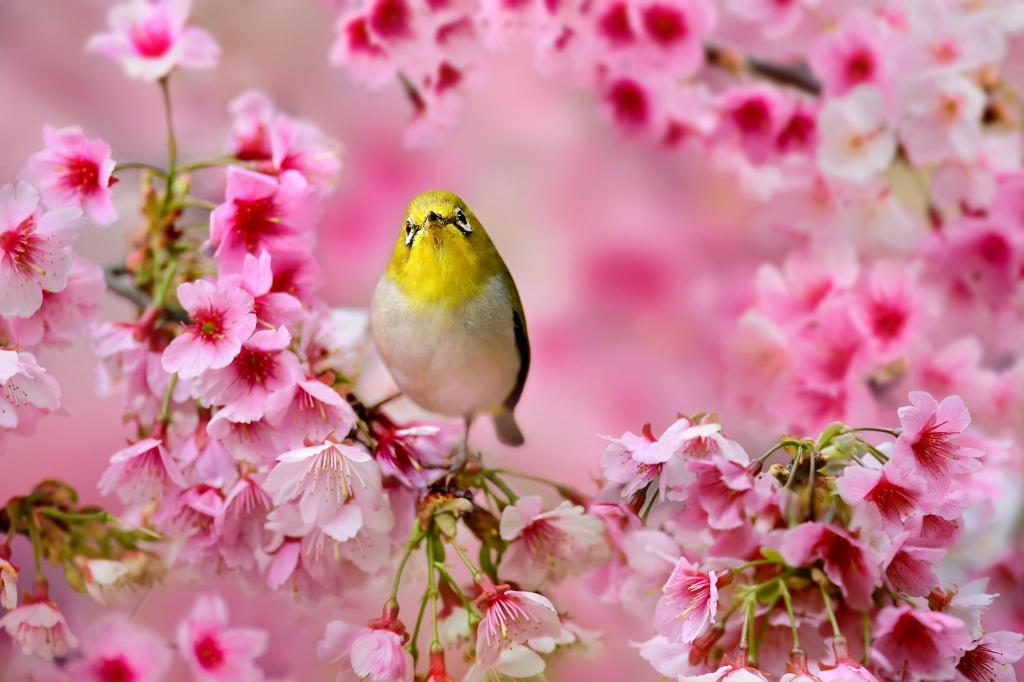 花,树,日本白眼,鸟,粉红色,樱花,春天
