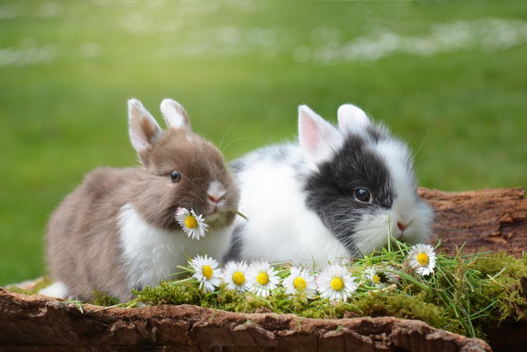 在树干高清壁纸上的两个白色和棕色的兔子