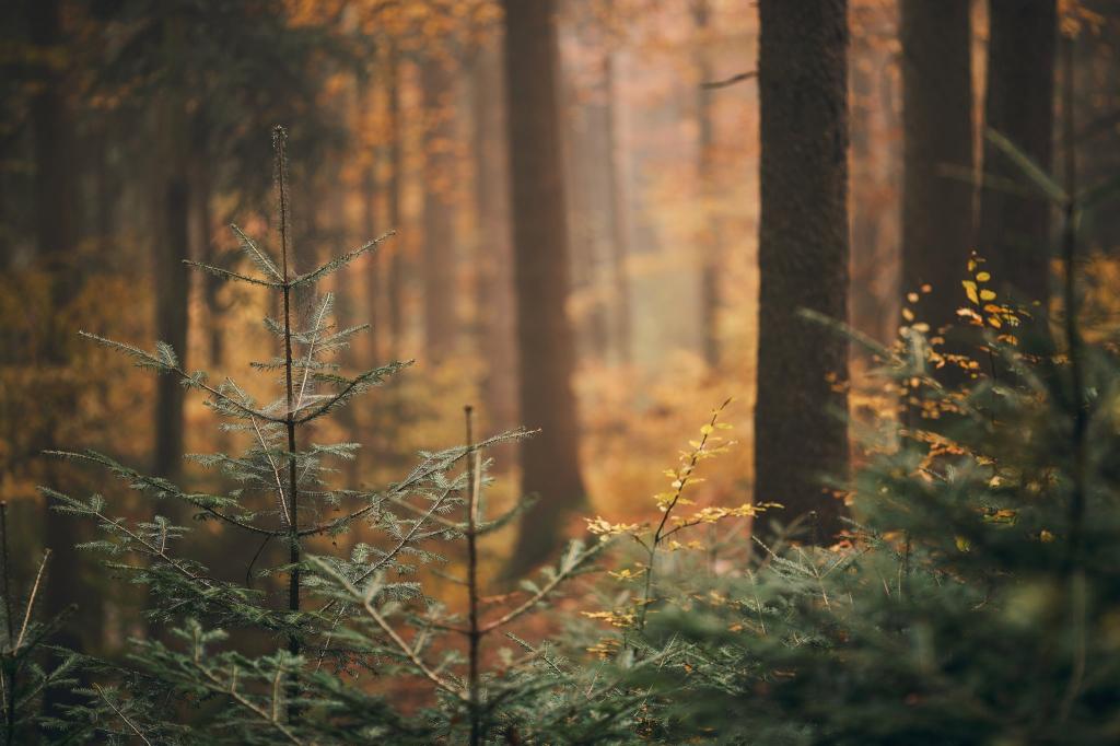 自然,森林,秋天,树
