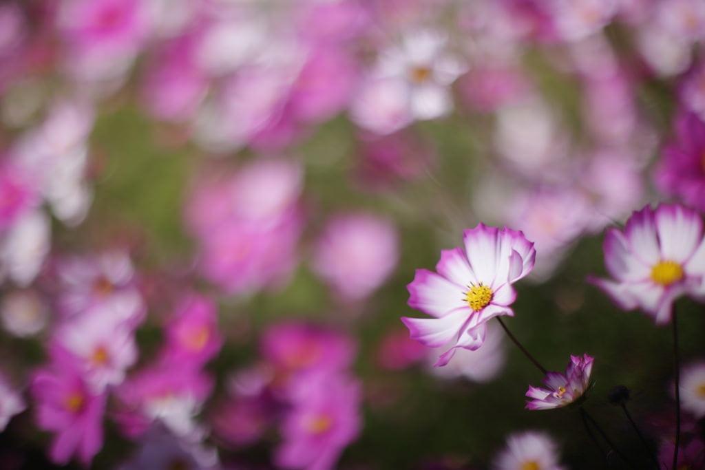 紫色和白色的petaled花朵高清壁纸